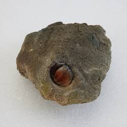 <em>Cancellus typus</em>, Miner Hermit Crab. [J 44698]