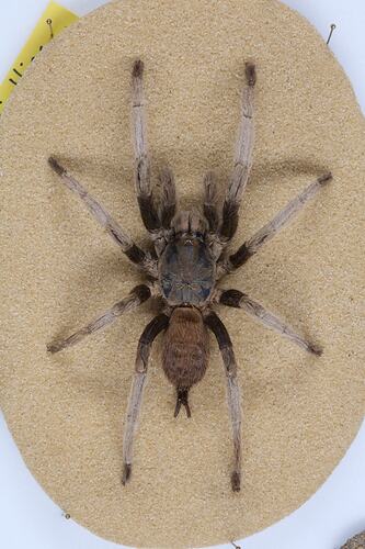 <em>Selenocosmia</em> sp., whistling spider. [K 16392]