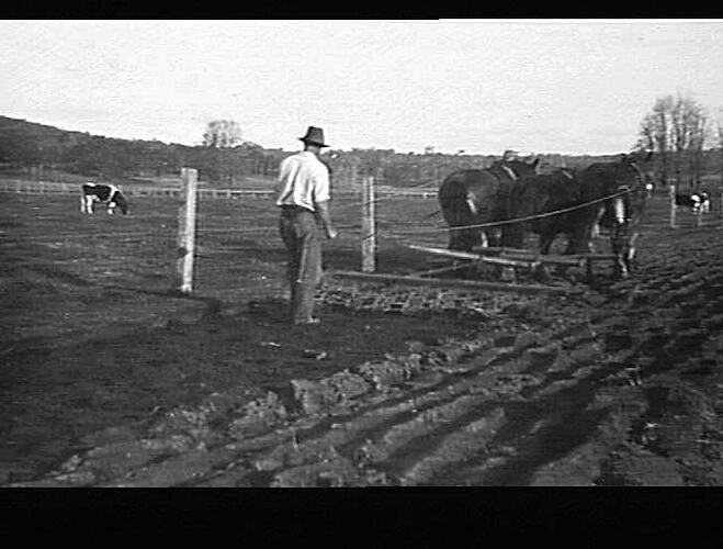HARROWING PLOUGH LAND WITH SUNBLADE HARROWS AT BEGA, N.S.W.