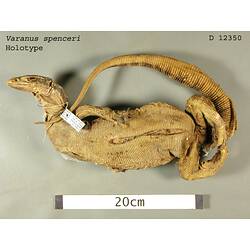 Ventral view of monitor lizard with labels.