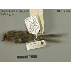 Dry bird skin specimen with labels.
