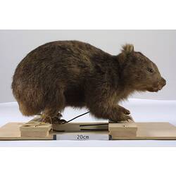 Taxidermied wombat specimen viewed from side.