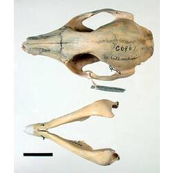 Pademelon skull and lower jaw, exterior surfaces visible.