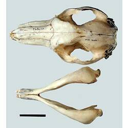 Kangaroo skull and lower jaw, external surfaces visible.