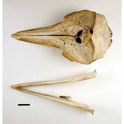 Dolphin lower jaw and skull, oriented with teeth visible.
