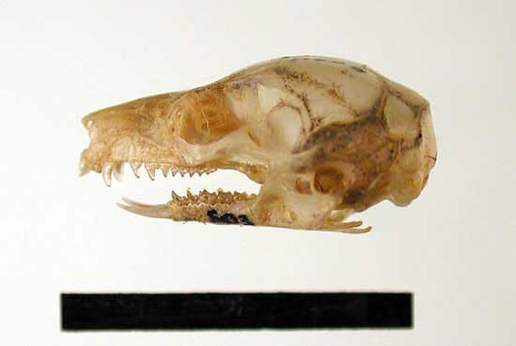 Lateral view of possum skull.