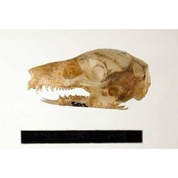 Lateral view of possum skull.