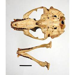 Seal lower jaw beside skull, oriented with teeth visible.