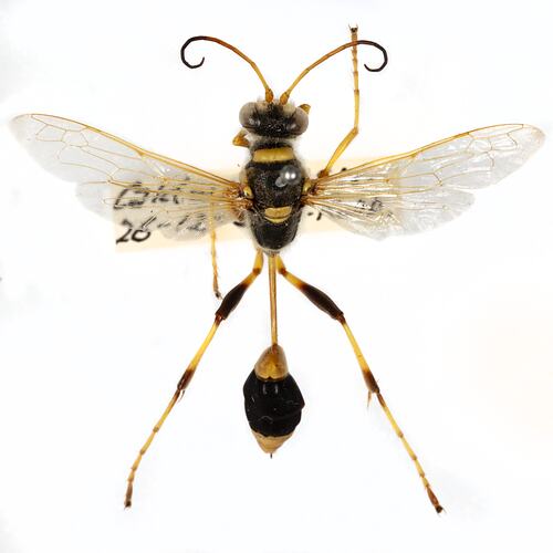 <em>Sceliphron laetum</em>, Common Mud-dauber. [HYM 99011]