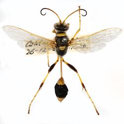 Our Wondrous Planet, Our Wild Family: Dry Specimen - Common Mud-dauber, <em>Sceliphron laetum</em> Smith, 1856
