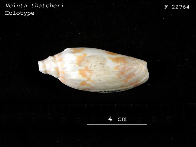 Dorsal view of brown and white snail shell.