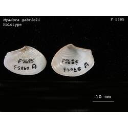 Two bivalve valves, interior view with handwritten labels visible.
