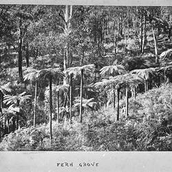 Photograph - by A.J. Campbell, Dandenong Ranges, Victoria, circa 1900