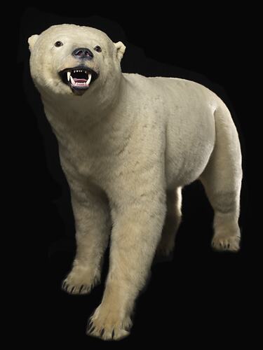 <em>Ursus maritimus</em>, Polar Bear. [C 30696]