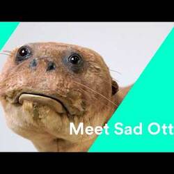 Sad Otter our Giant River Otter