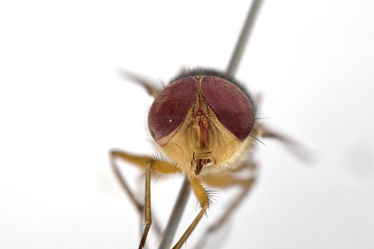 Head front view of pinned blowlfy specimen.