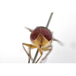 Head front view of pinned blowlfy specimen.