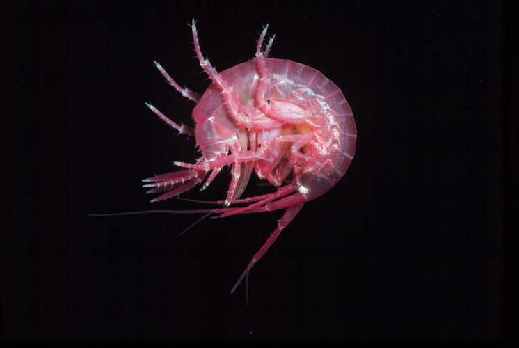 Side view of curled up marine amphipod.