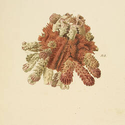 Slate Pencil Urchin, Goniocidaris tubaria by John James Wild and Arthur Bartholomew