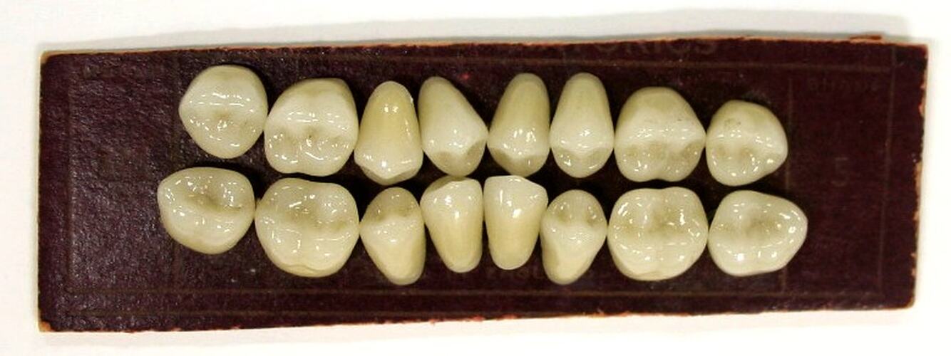 Sixteen fake teeth neatly arranged on maroon paper.