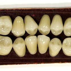 Artificial Teeth - Porcelain Cuspid & Molar, DeTrey's Diatorics, circa 1925