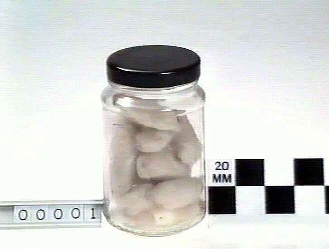 Clear jar containing off-white cocoons. Black lid.