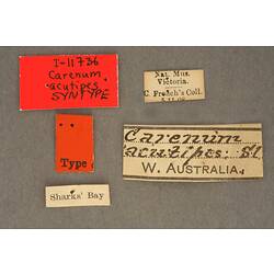Entomology type specimen labels.