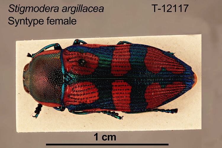 Jewel beetle specimen, female, dorsal view.