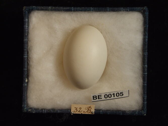 Bird egg and specimen label in box.