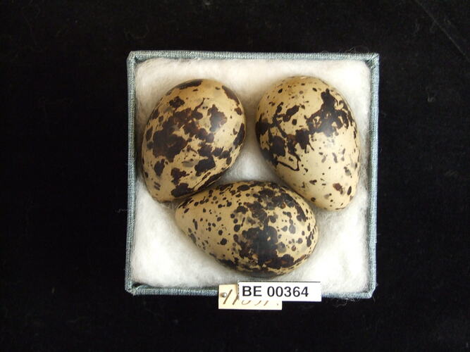 Three bird eggs with specimen labels in box.