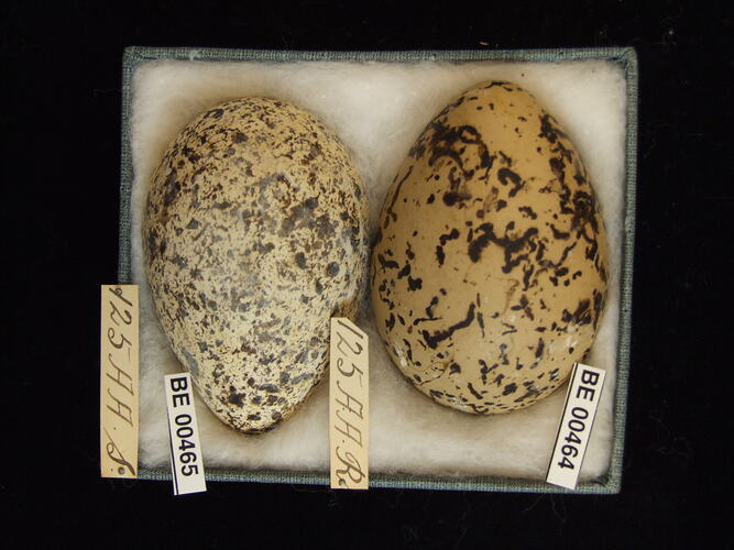 Two bird eggs with specimen labels in box.