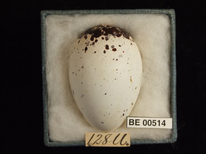 Bird egg with specimen labels in box.