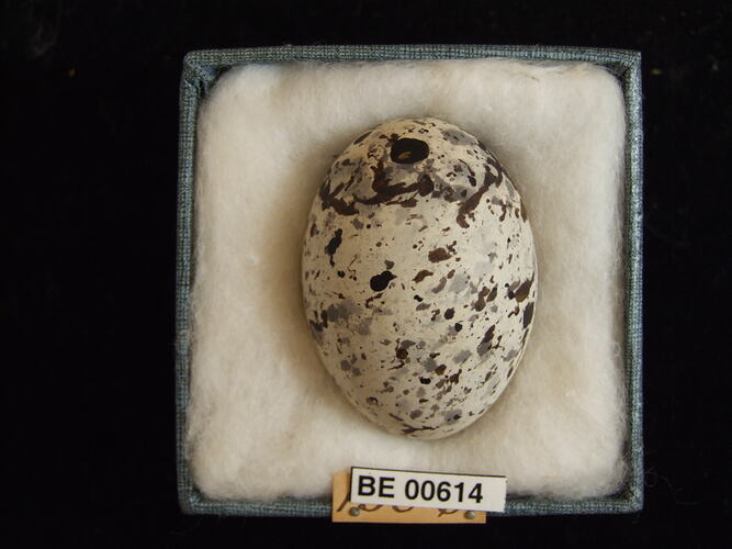 Bird egg with specimen labels in box.