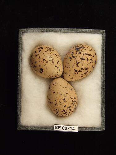 Three bird eggs with specimen labels in box.