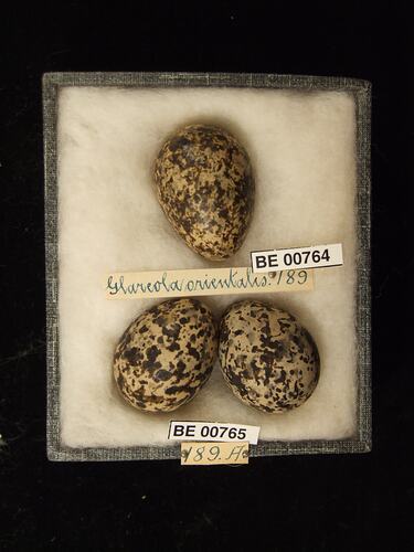 Three bird eggs with specimen labels in box.