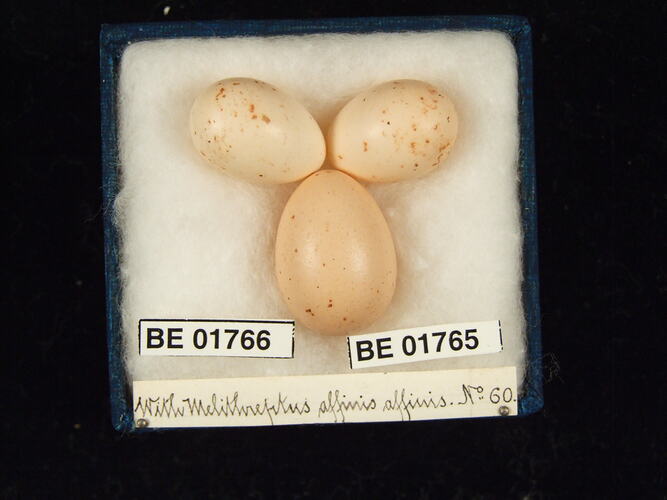 Three bird eggs with specimen labels in box.