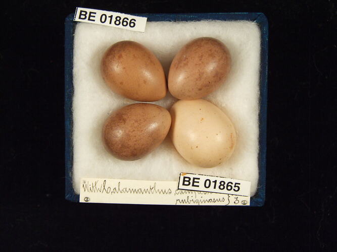Four bird eggs in box with specimen labels.