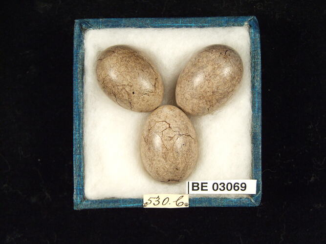Three bird eggs in box with labels.