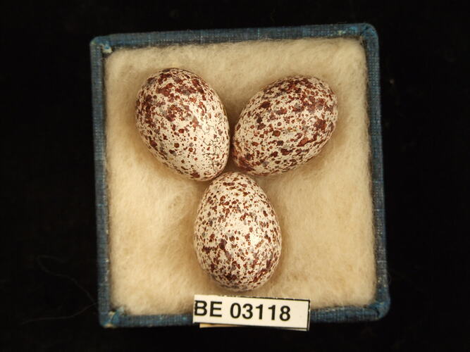 Three bird eggs in box with labels.