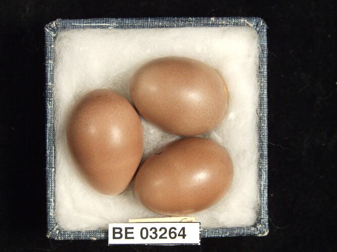 Three bird eggs in box with labels.