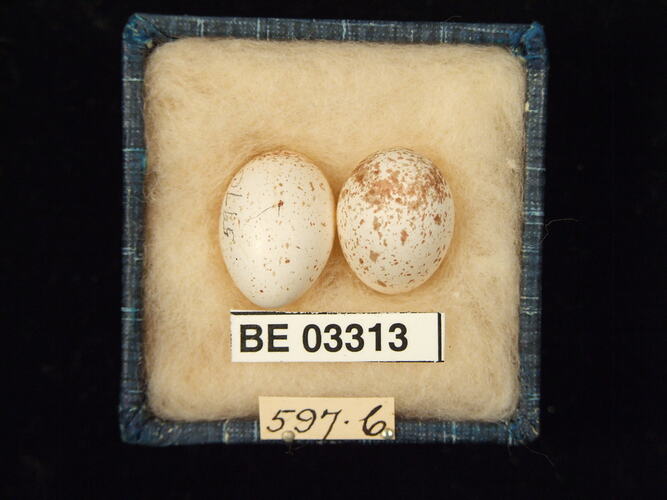 Two bird eggs in box with labels.