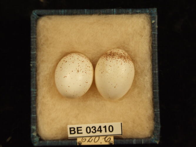 Two bird eggs in box with labels.