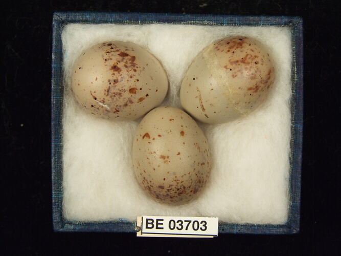 Three bird eggs in box with specimen labels.