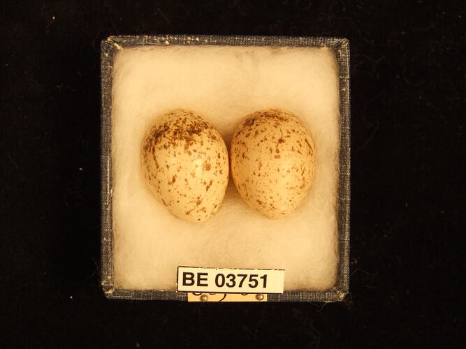 Two bird eggs in box with specimen labels.
