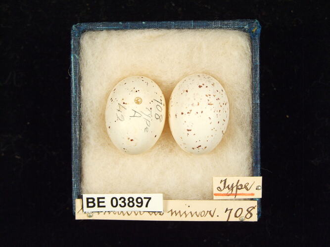 Two bird eggs in box with specimen labels.