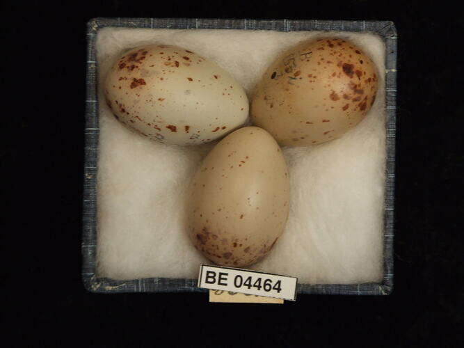 Three bird eggs with specimen labels in box.
