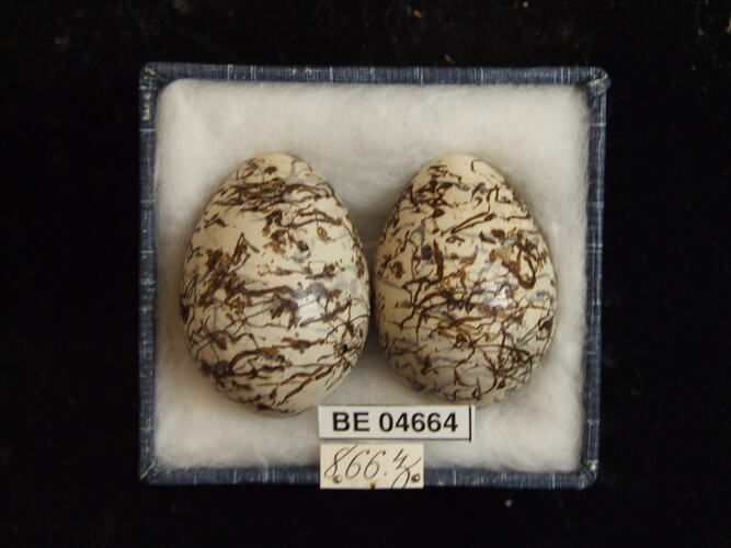 Two bird eggs with specimen labels in box.