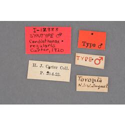 Entomology type specimen labels.