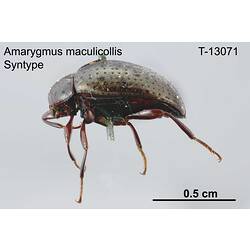 Beetle specimen, lateral view.