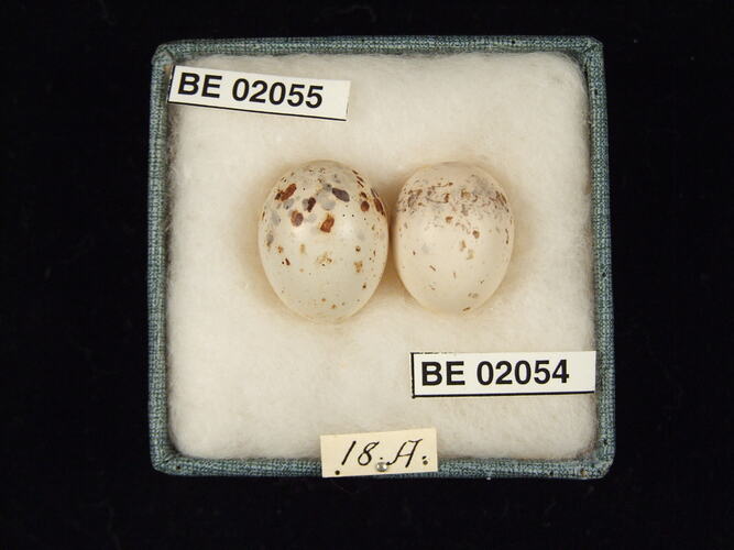 Two bird eggs with specimen labels in box.